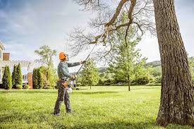Professional Tree Care in Ladera, CA