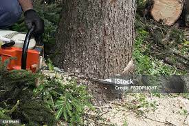 How Our Tree Care Process Works  in  Ladera, CA