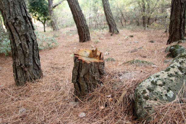 Best Tree Risk Assessment  in Ladera, CA
