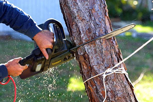 Best Hedge Trimming  in Ladera, CA