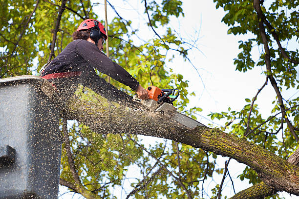 Best Tree Mulching  in Ladera, CA