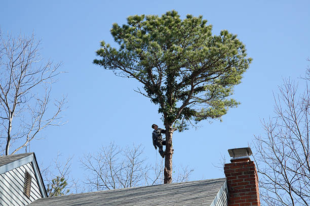 Best Tree Preservation Services  in Ladera, CA