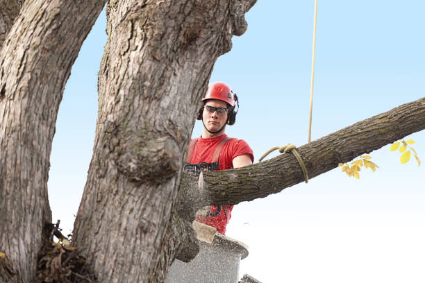 Best Tree Cabling and Bracing  in Ladera, CA
