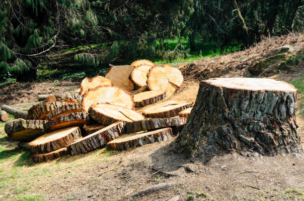 Best Leaf Removal  in Ladera, CA